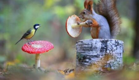 गिलहरी ने चिड़िया के साथ मनाया Picnic, खाने में इन चीजों का लिया मज़ा, देखकर लोगों को आया प्यार