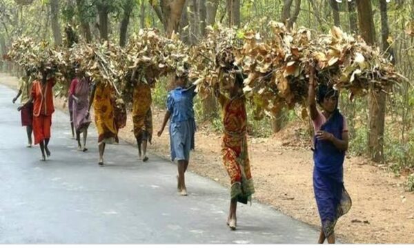 वन संरक्षण कानून में संशोधन मसौदा तैयार करने का ठेका कॉर्पोरेट कंपनियों को : किसान सभा ने किया विरोध वन संरक्षण कानून में संशोधन मसौदा तैयार करने का ठेका कॉर्पोरेट कंपनियों को : किसान सभा ने किया विरोध